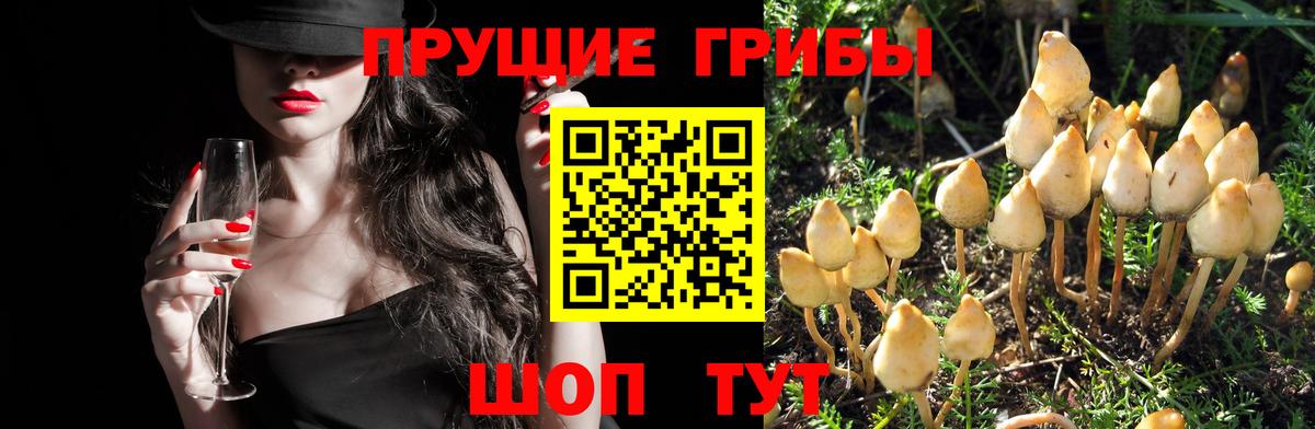 Галлюциногенные грибы Psilocybine cubensis  Вход с VPN  Ижевск  Псилоцибиновые грибы мицелий 